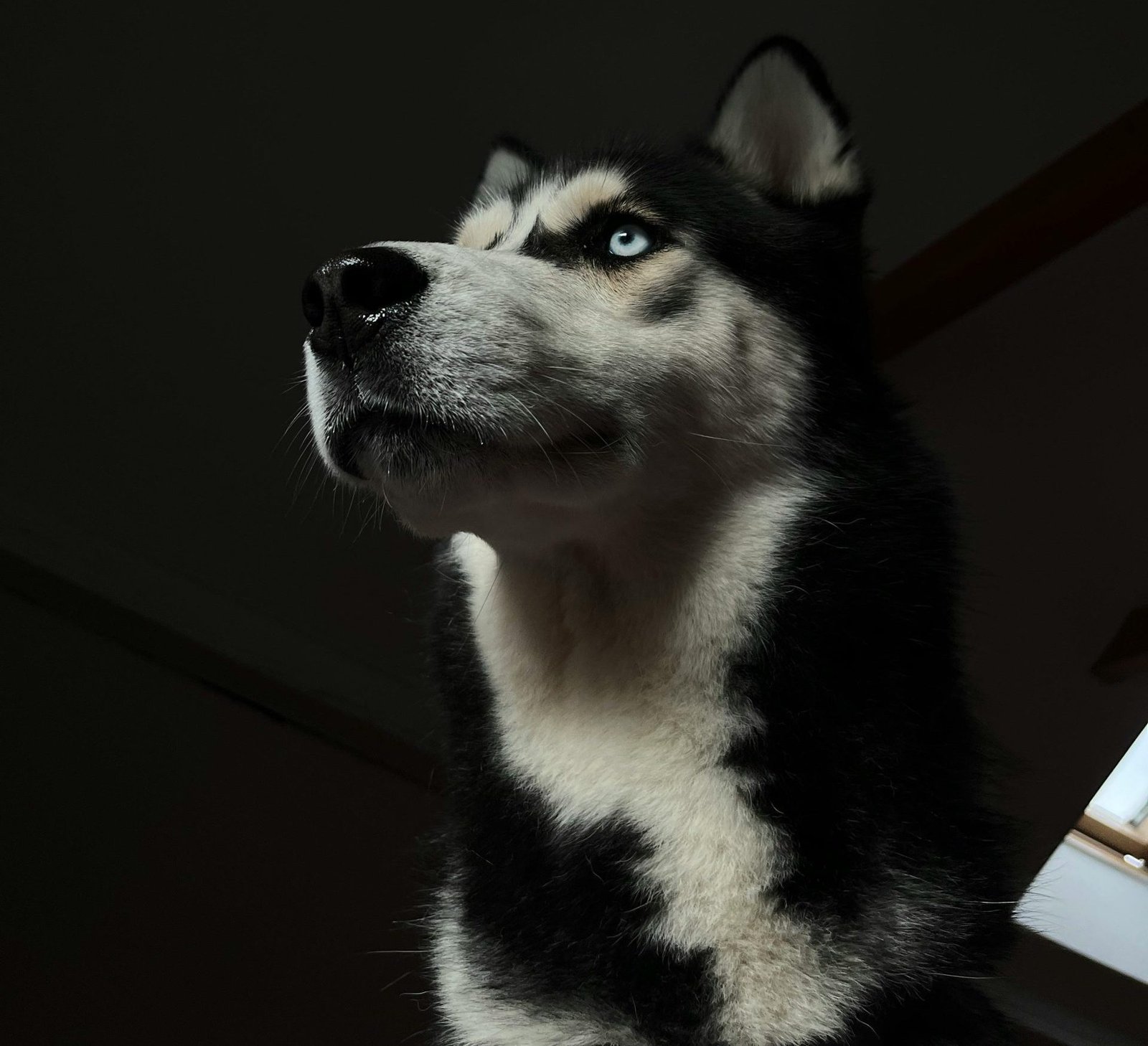 Husky Dog Price