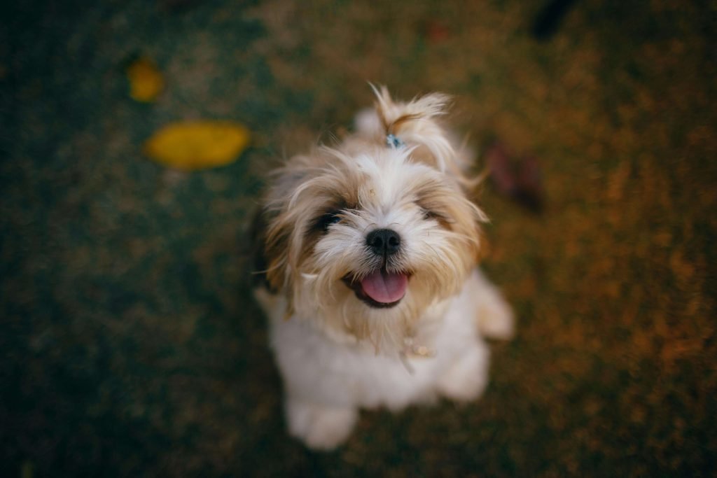 Shih Tzu sitting on the ground