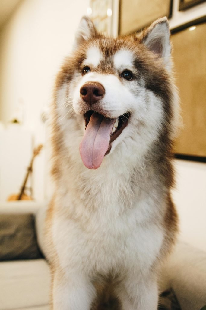 Husky Dog Price in India – Cost, Care, and Buying Guide 4 Husky Dog Price