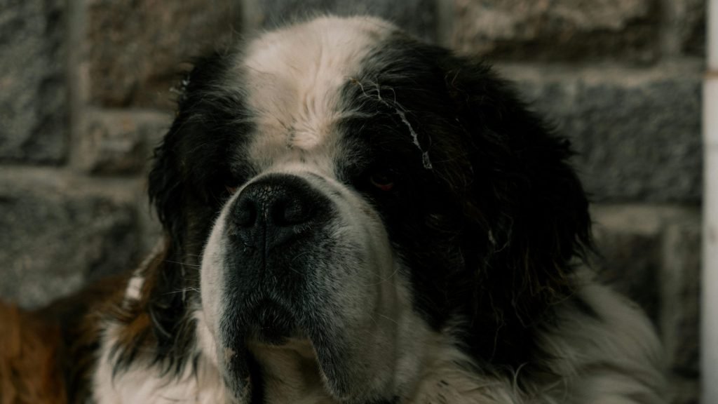 Saint Bernard Dog Price in India: Complete Guide for Future Owners 1 Saint Bernard Dog Price in India