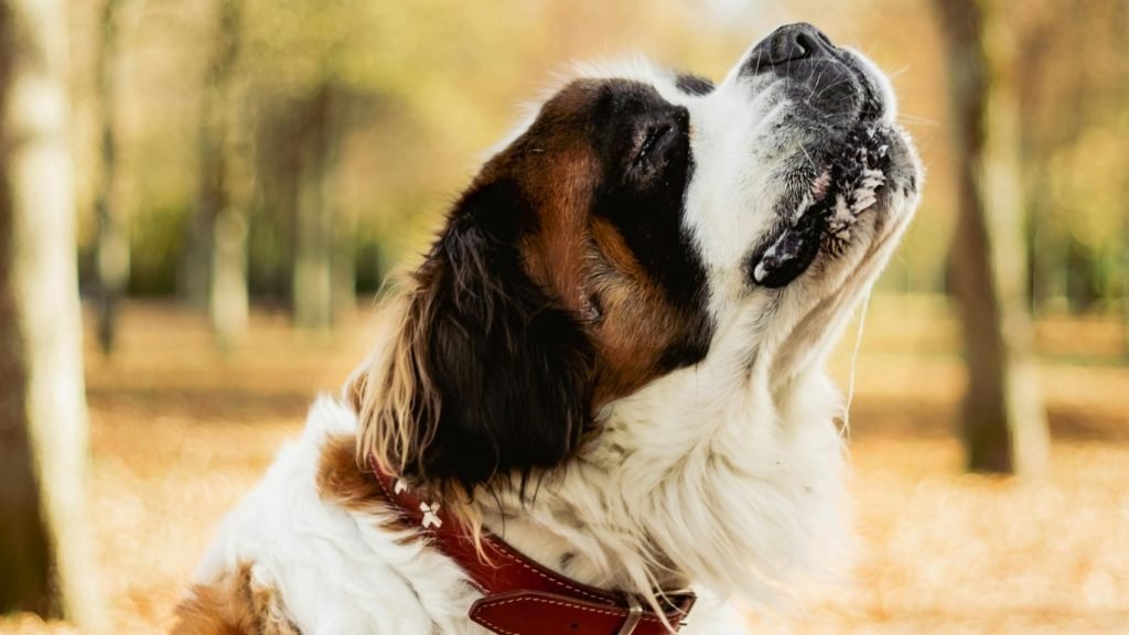 Saint Bernard Dog Price in India