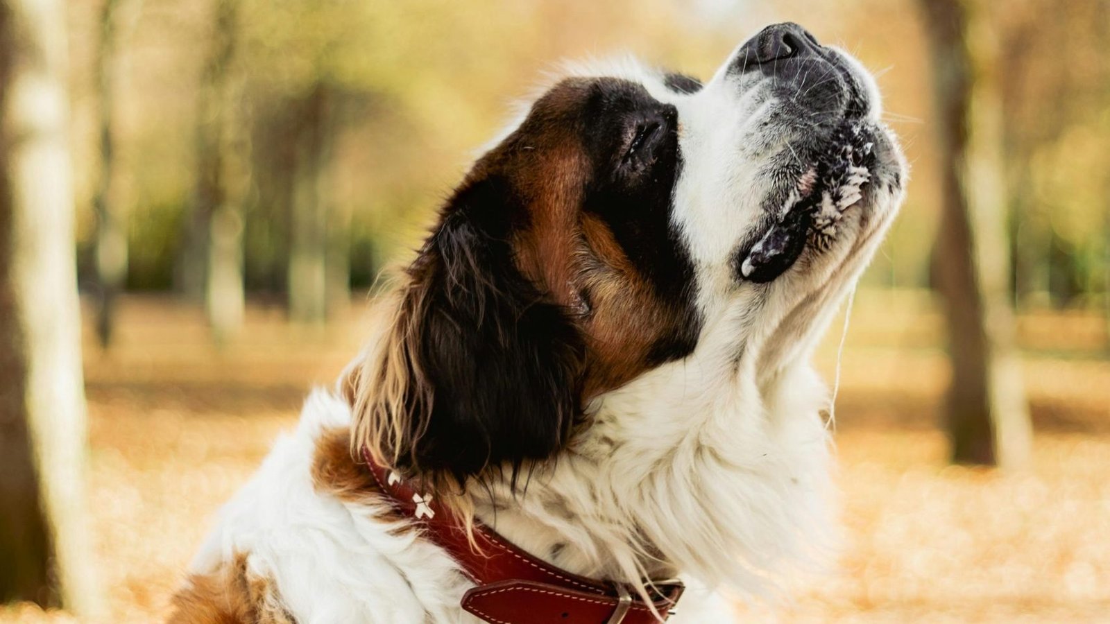 Saint Bernard Dog Price in India